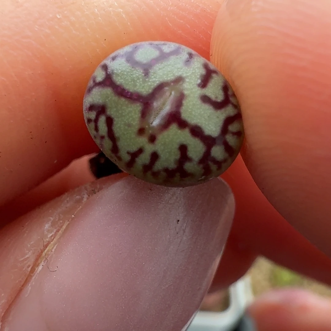 969开播福利   00000000000