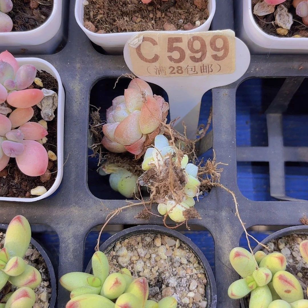 C599三颗冰玉一物一拍