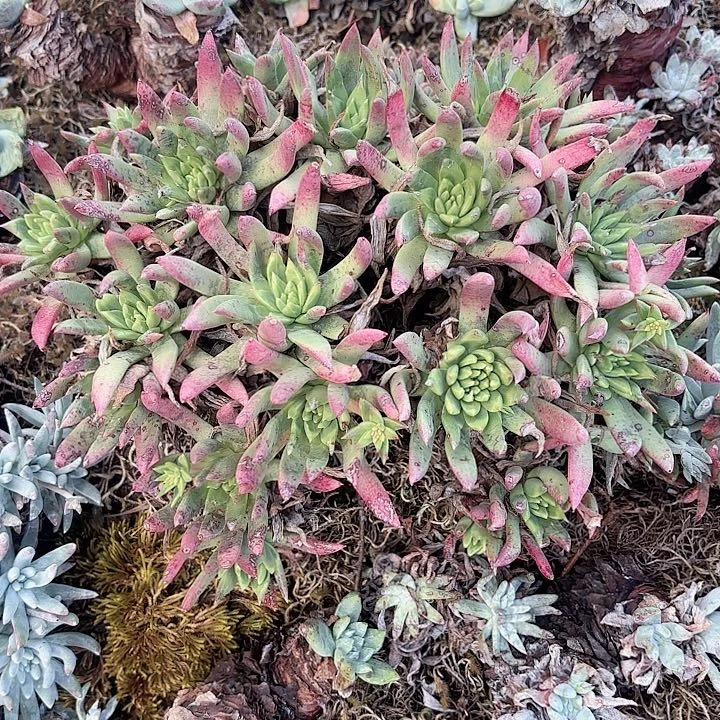 虫*哥仙女杯多肉植物