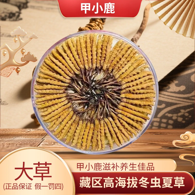 【小鹿中草】2025年冬虫夏草头期高海拔滋补佳品可泡酒煲汤泡茶