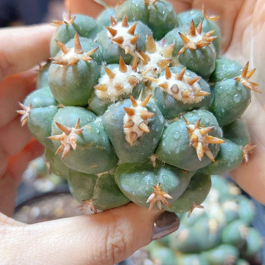 自根短豪刺獠牙7.3公分脱土