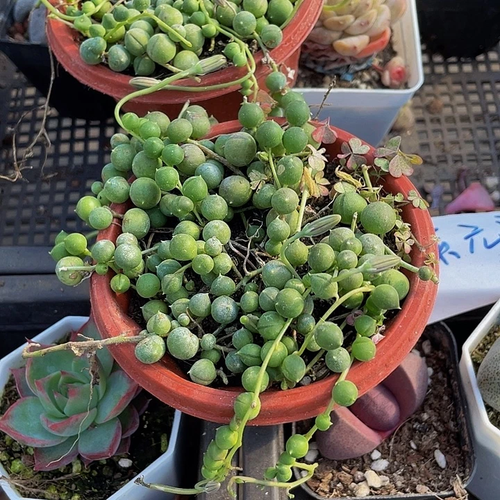 佛珠3.8带盆土发货