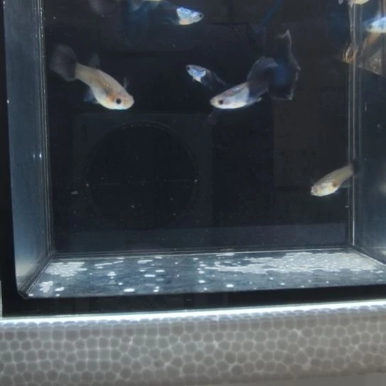 孔雀鱼艾尔银蓝尾四对