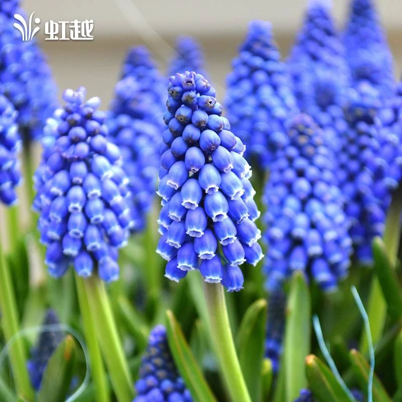 花彩葡萄风信子盆栽多年生球根花卉阳台群开易复花花园庭院种植