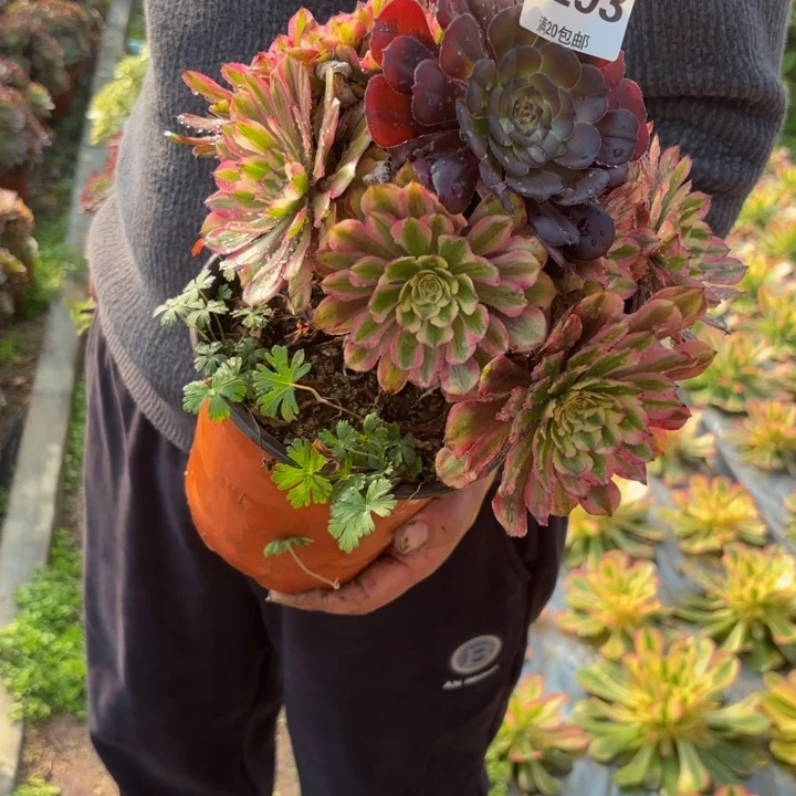 瑞妈，。。。。。293黄花梨