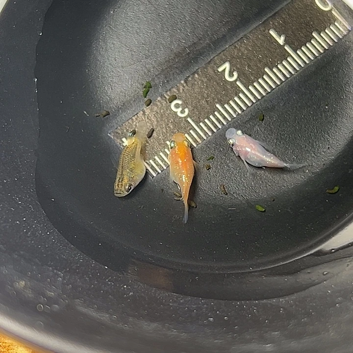 青鳉鱼混搭球一组38¥