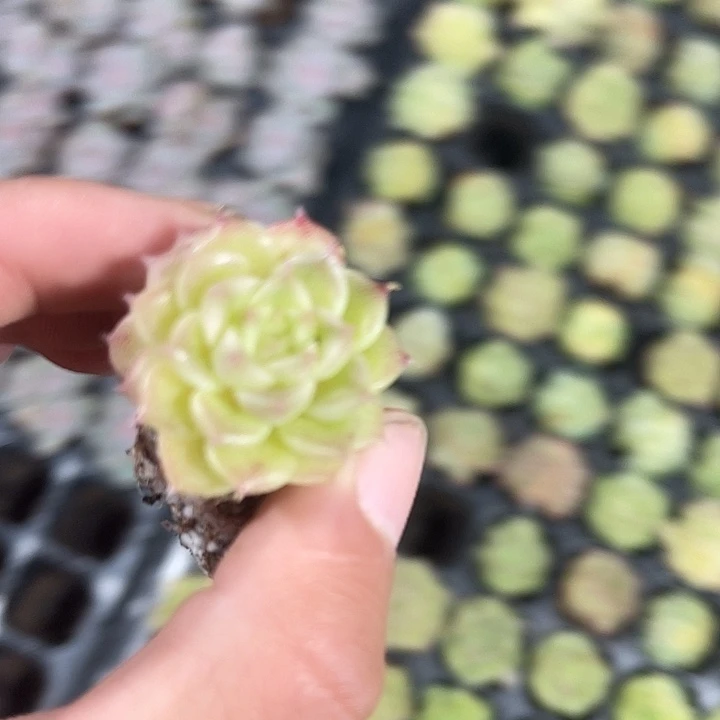 精品韩版麦秆满9.9包邮