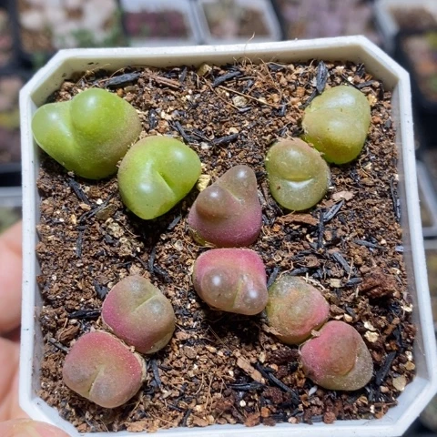 可爱双头彩毛特价