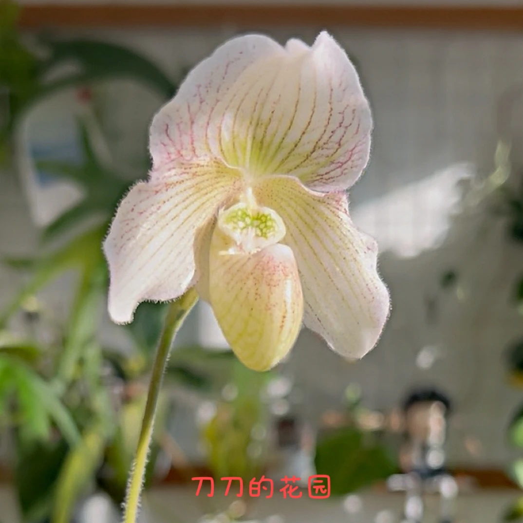 刀刀花园【半素费氏x雪白】人工育种安吉拉带花苞兰花苗，好养花期长