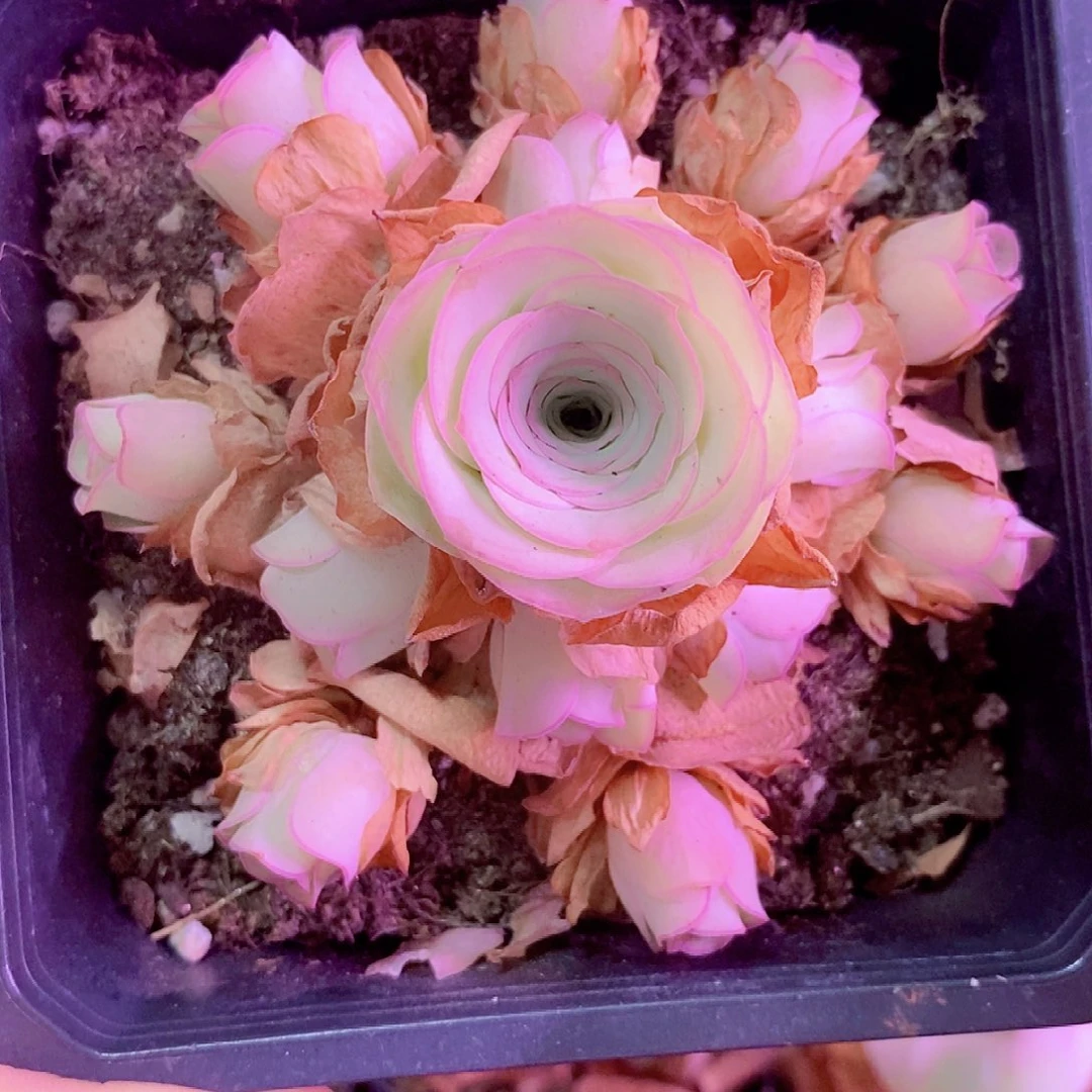 月影寒手捧一物一拍017
