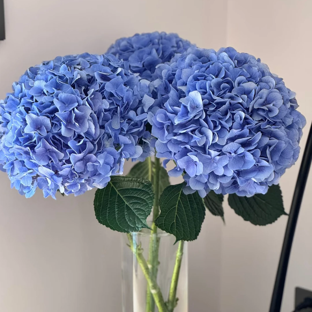 深蓝色A级绣球3枝两单顺丰冷链包邮