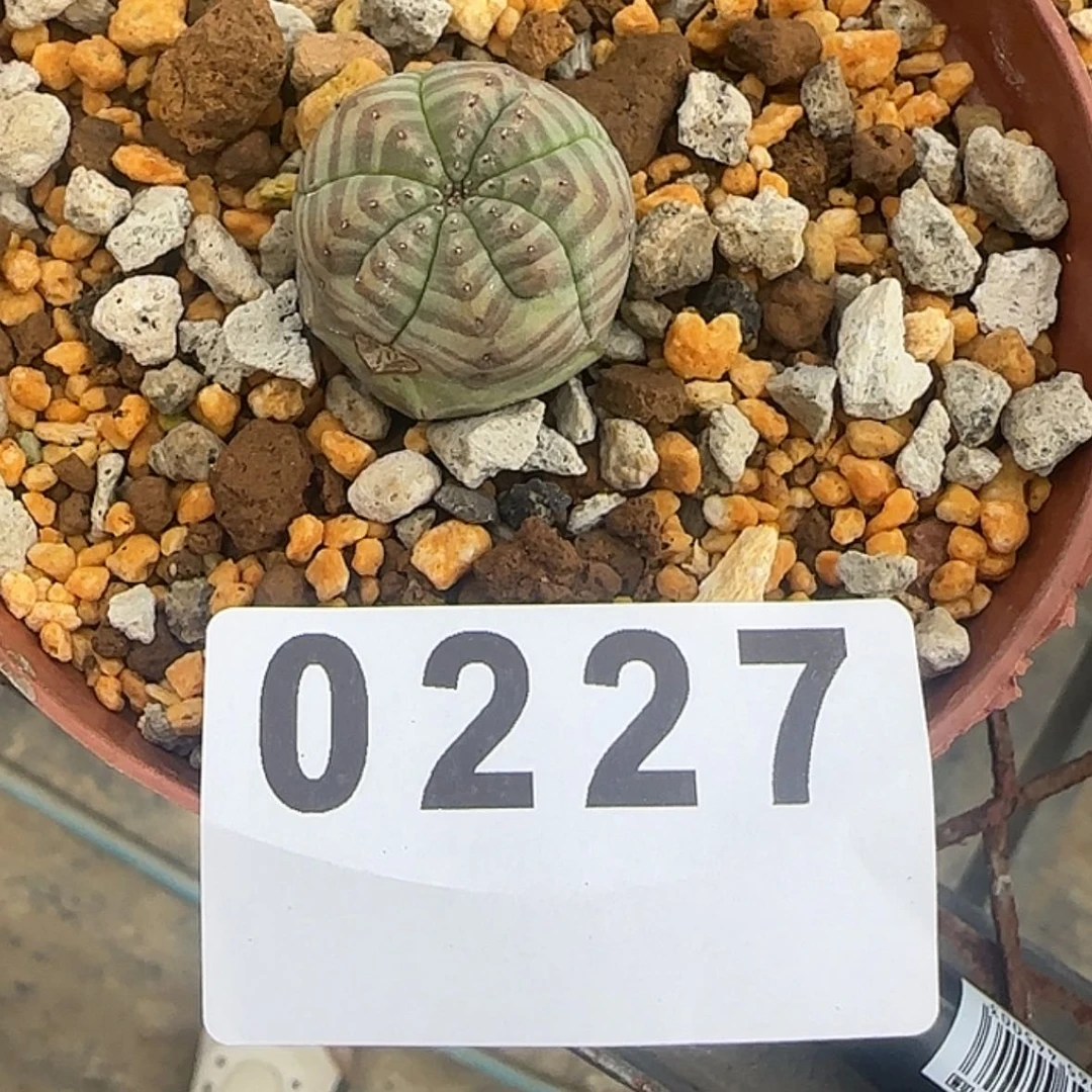 【闪购商品】?*敢块根植物