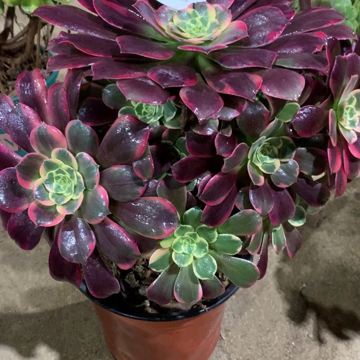 741金丝雀多肉植物特价