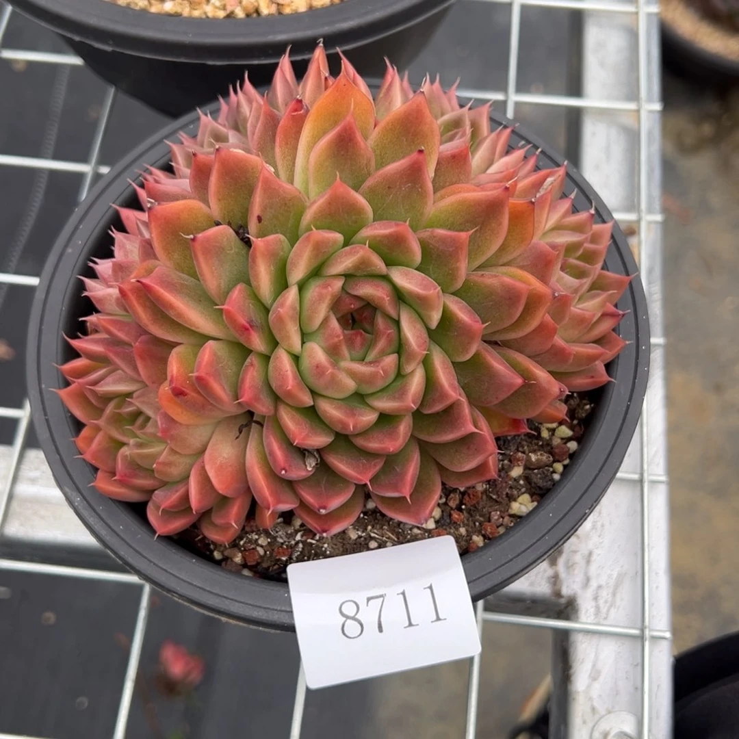 S****g8711多肉多多多多多