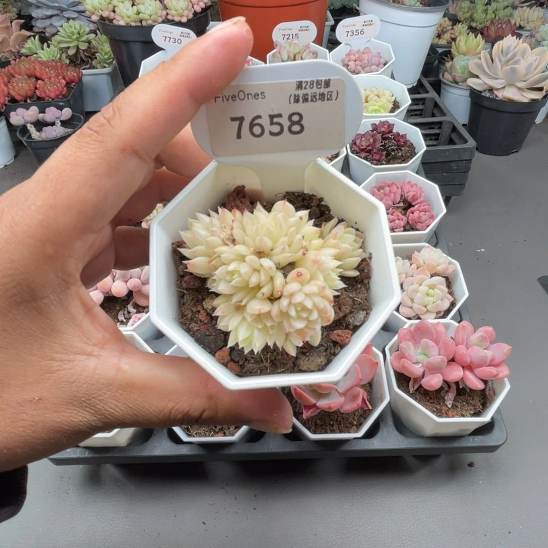 7658麦秆群4.5厘米