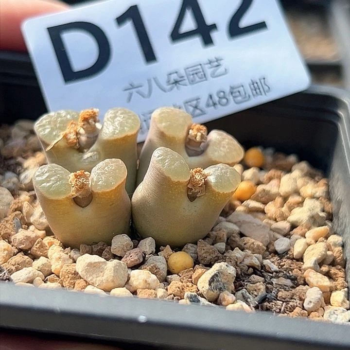 ?****?磁铁风铃11111多肉