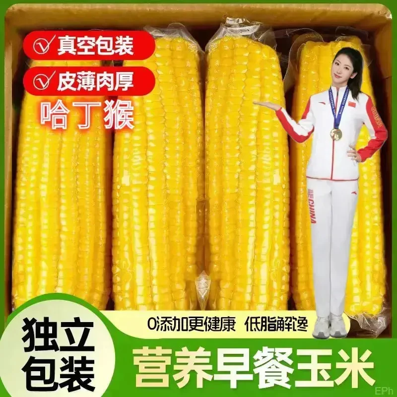 哈丁猴  黄糯玉米真空包装非转基因甜糯玉米代餐早餐