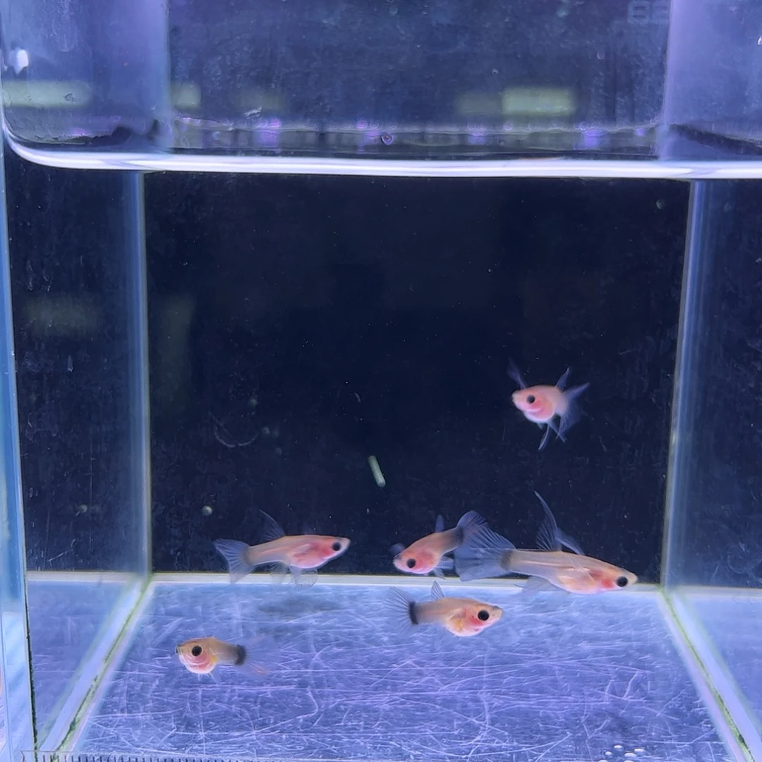 玛***掌孔雀鱼黄肉3对玻璃猫