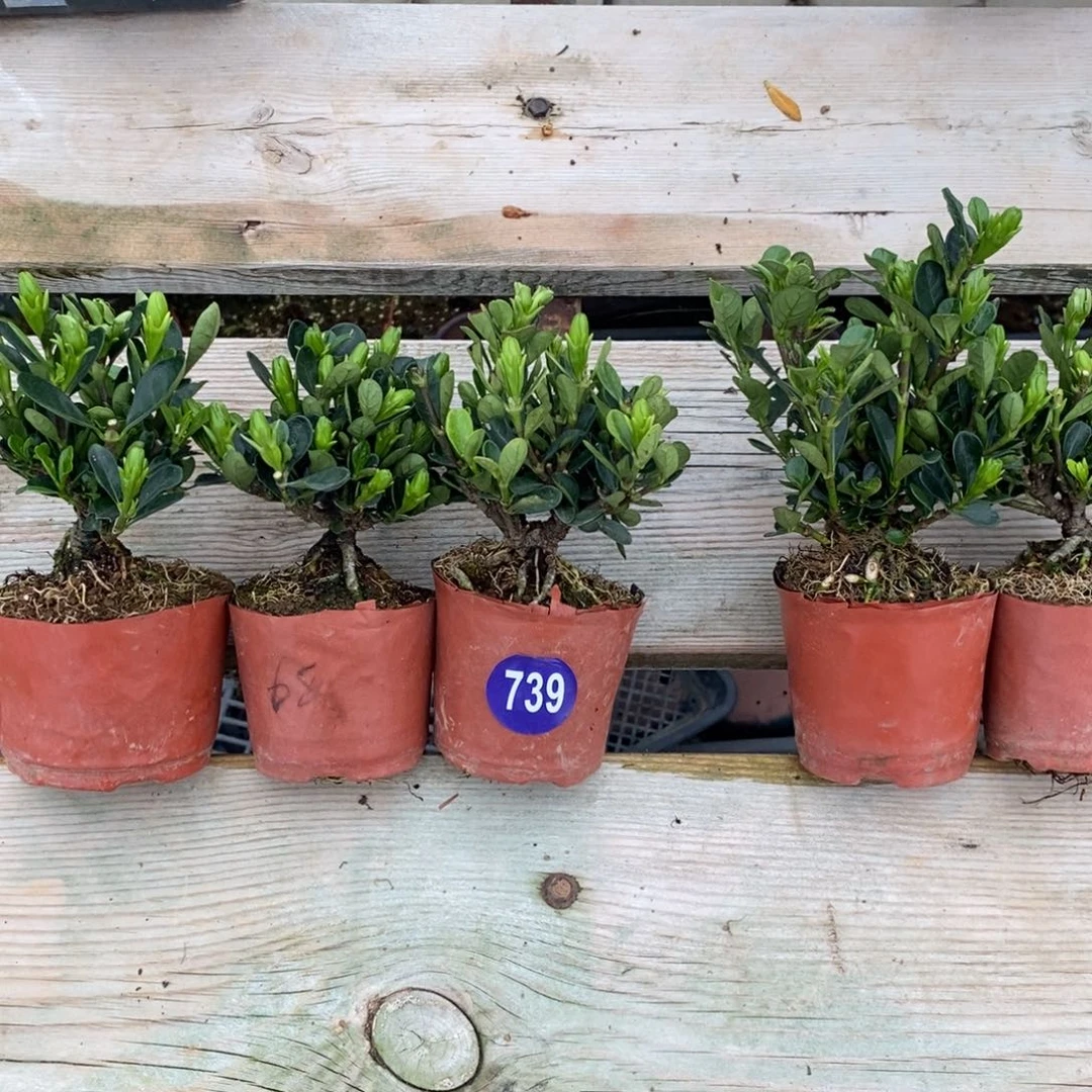 A****！红红火火恍恍惚惚739