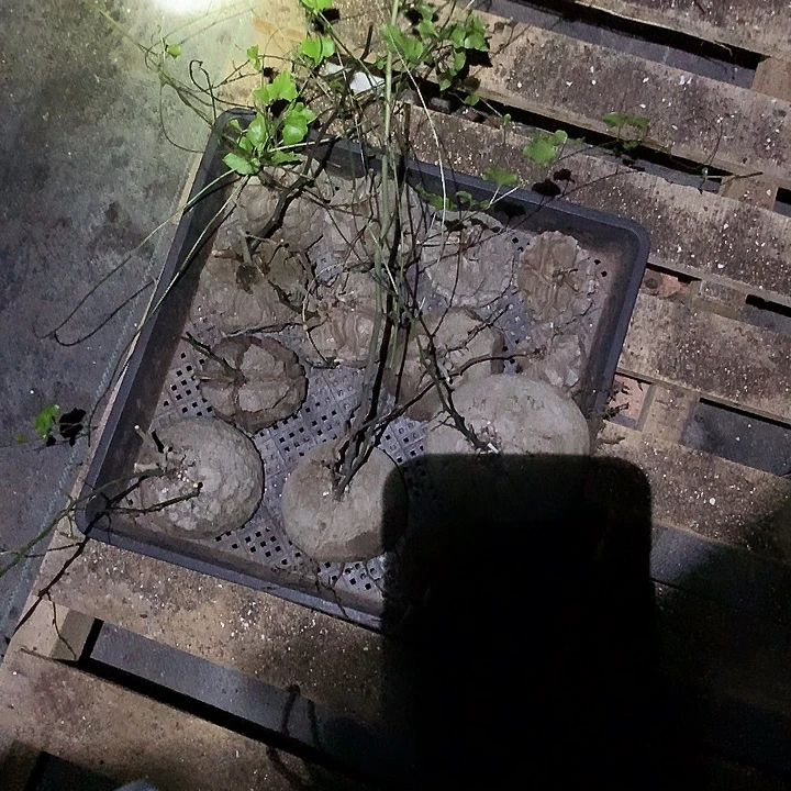 烟***南精品多肉植物精品多肉