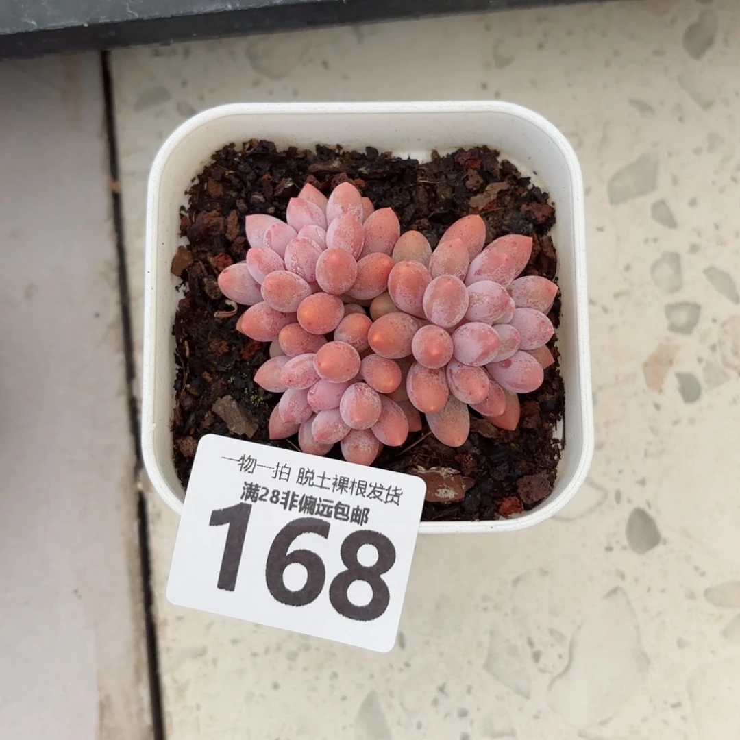 婴儿手指无盆土发货