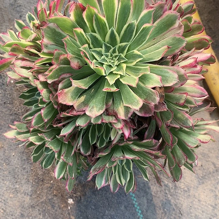 921天和多肉 植物