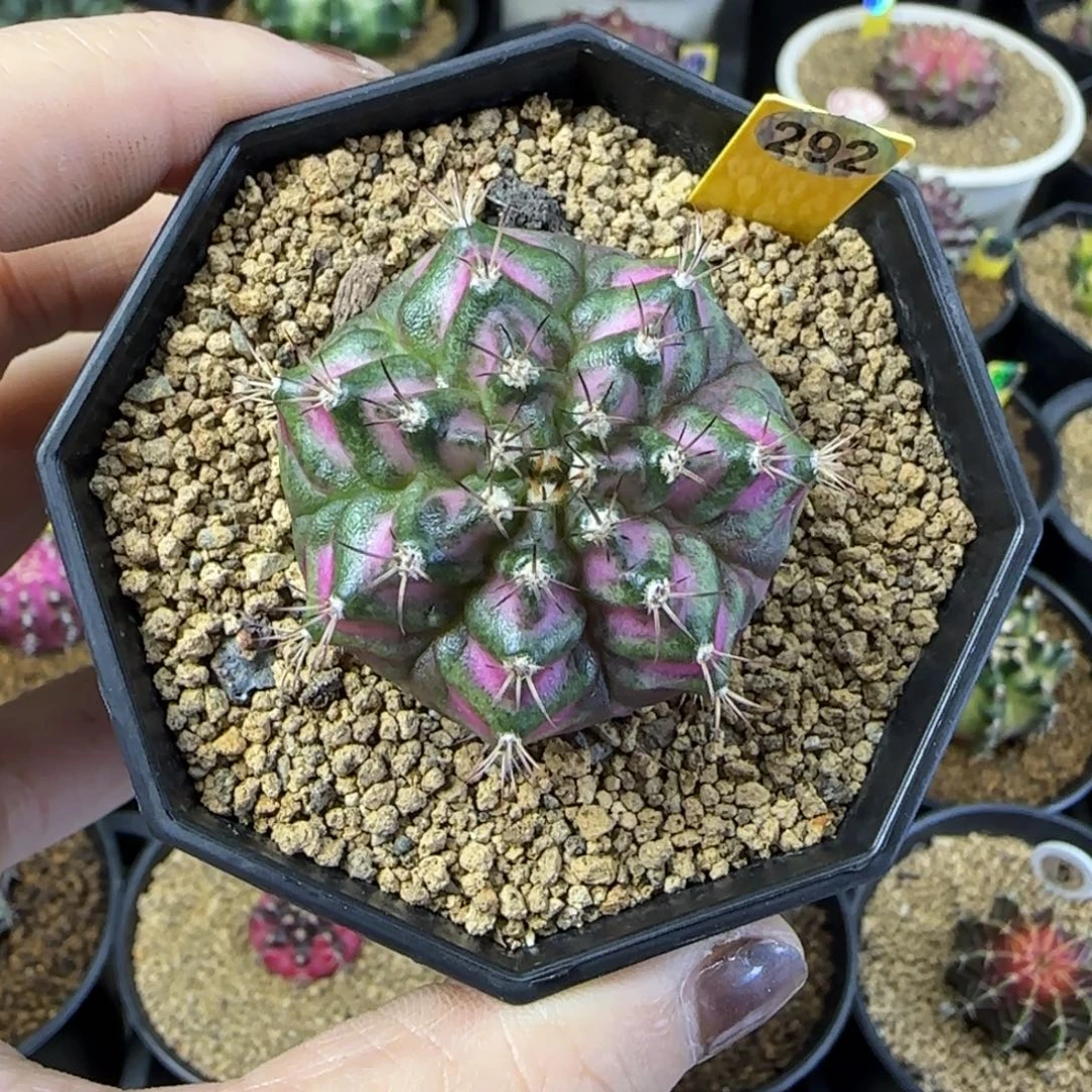 W***_海神292号，直接拍