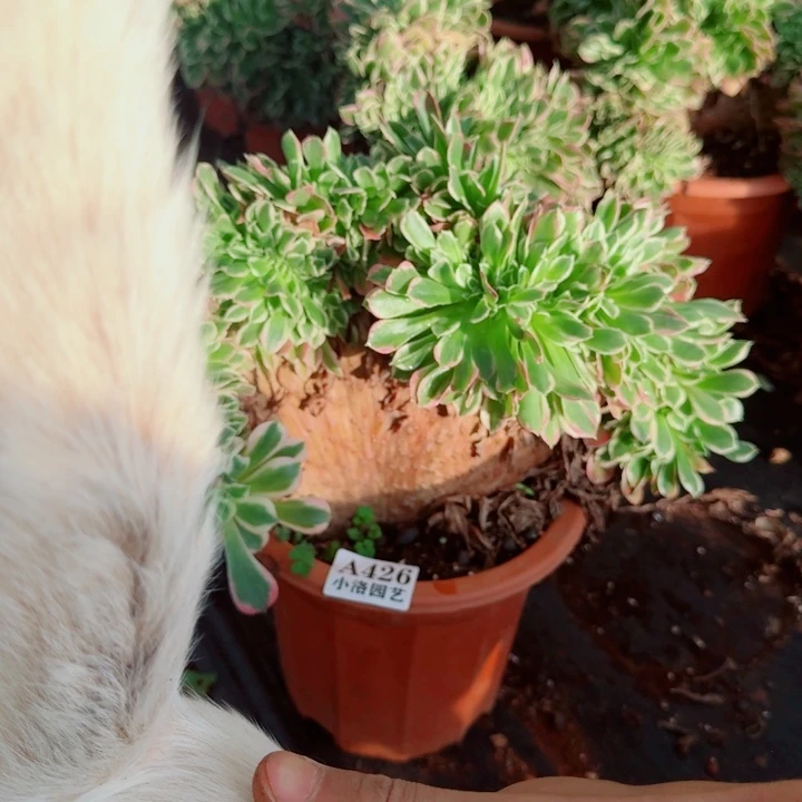 不***续426 白凤缀化法师植物