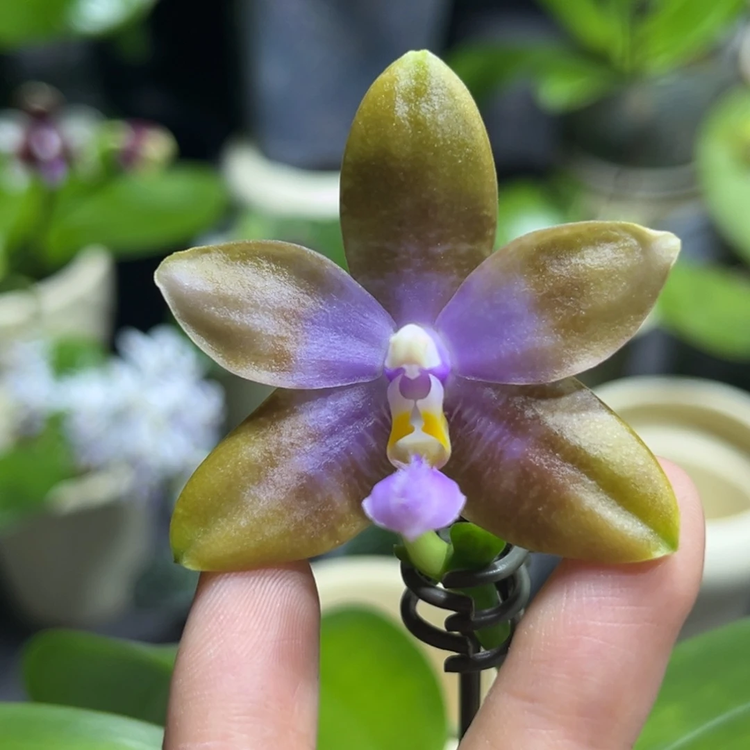 完全开放2.5寸406开花株