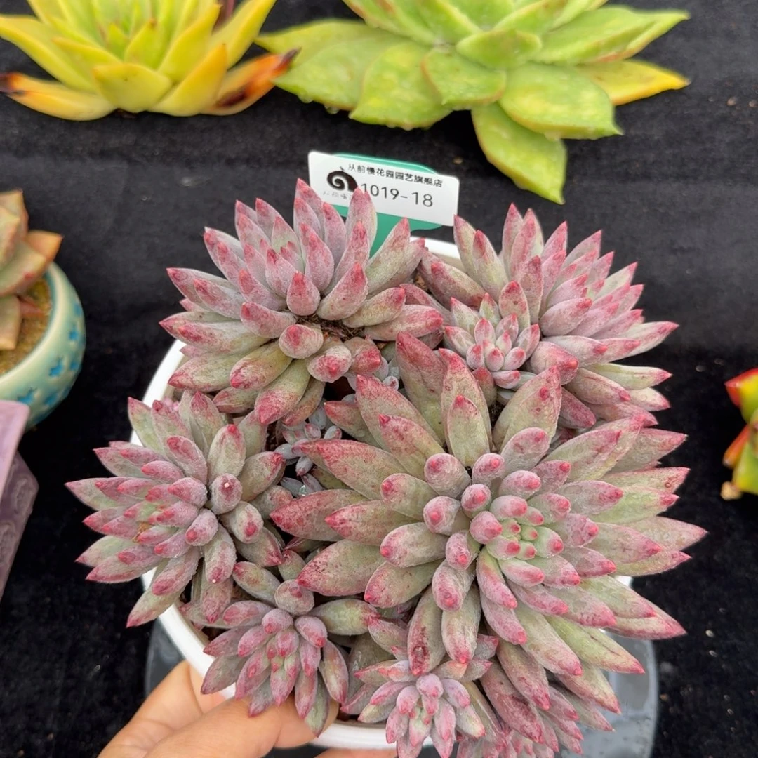 从前慢多肉精选编号1019.18