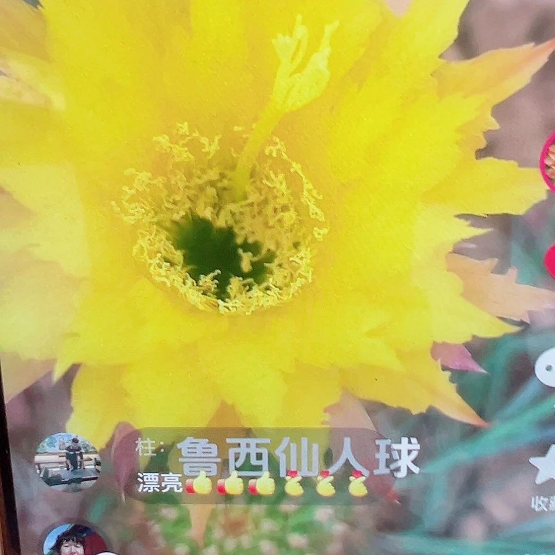 Ts111侧芽 毛花柱 000