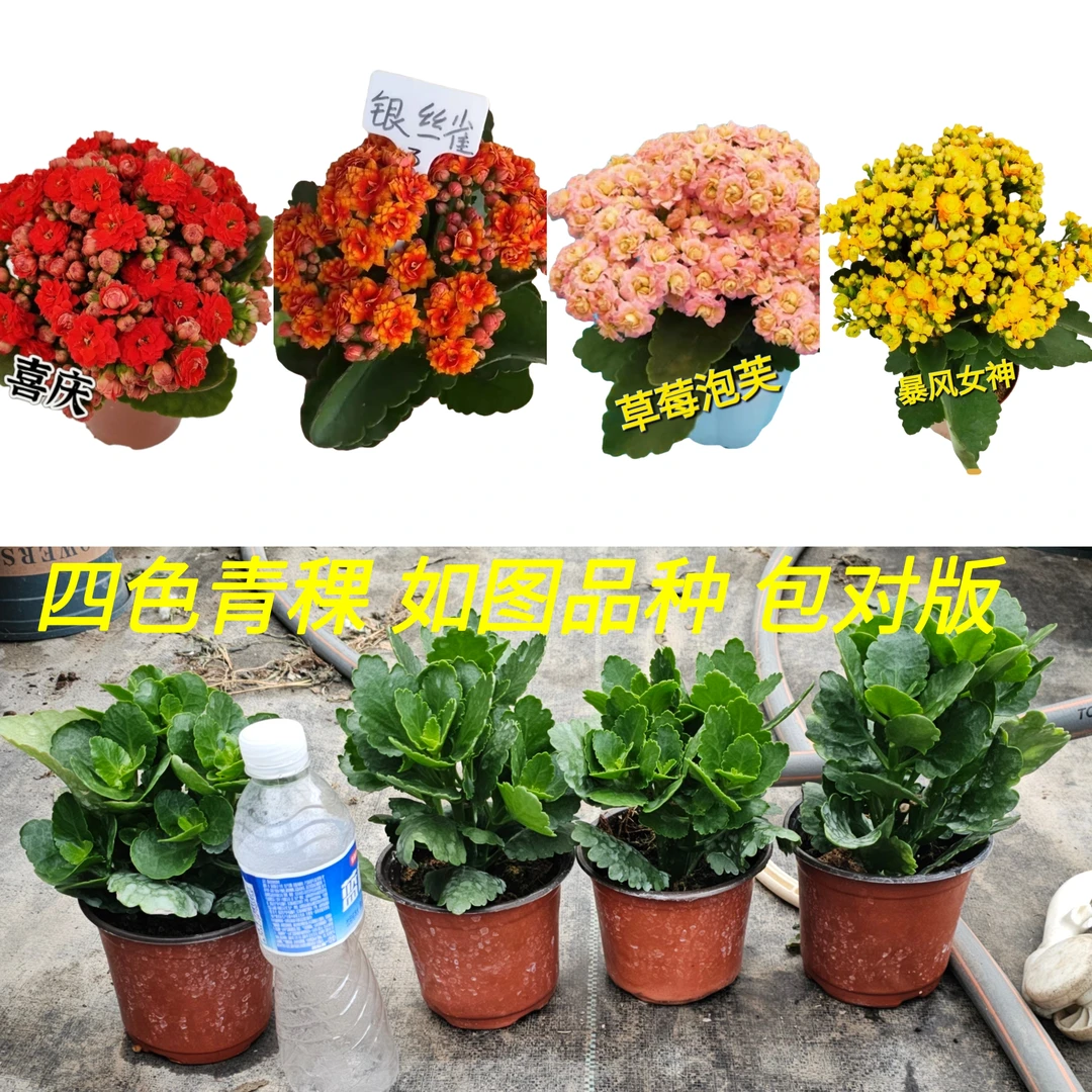 长寿花青稞四个 图片所示品种 目前不带花蕾 年前开花 包邮