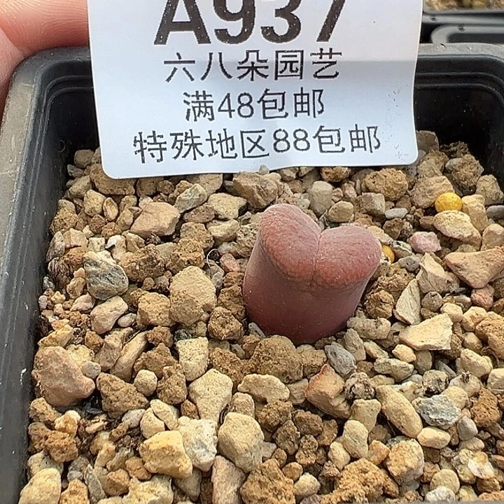 A***.937号风铃11111111112