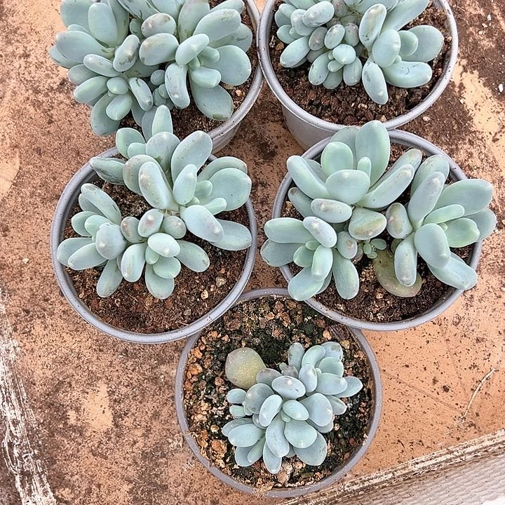 【闪购商品】@*哥组合福利