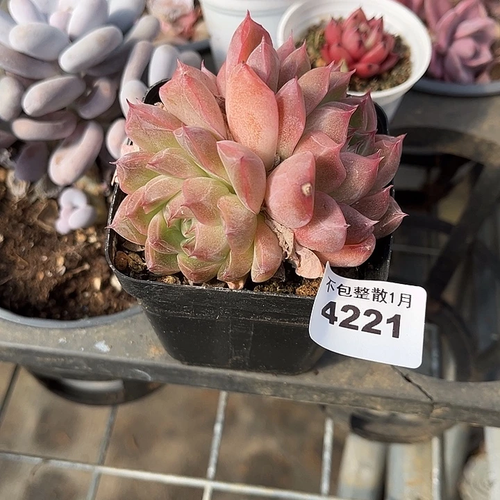 阿雅园艺。       4221