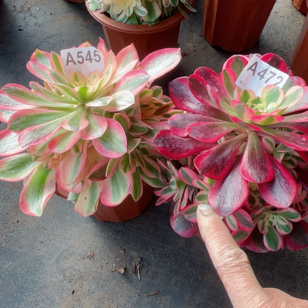 伊*姐美杜莎472女巫545