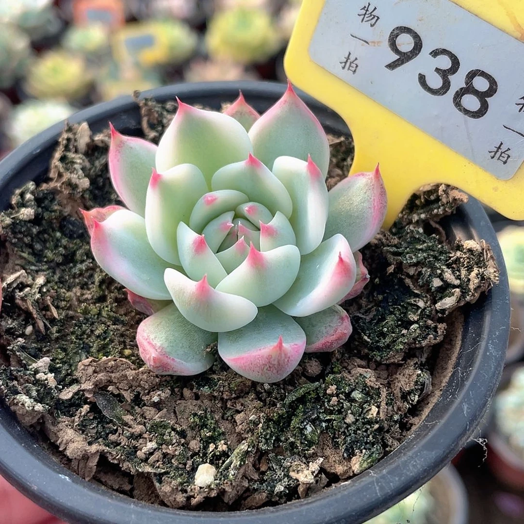 小吉娃娃锦938号的