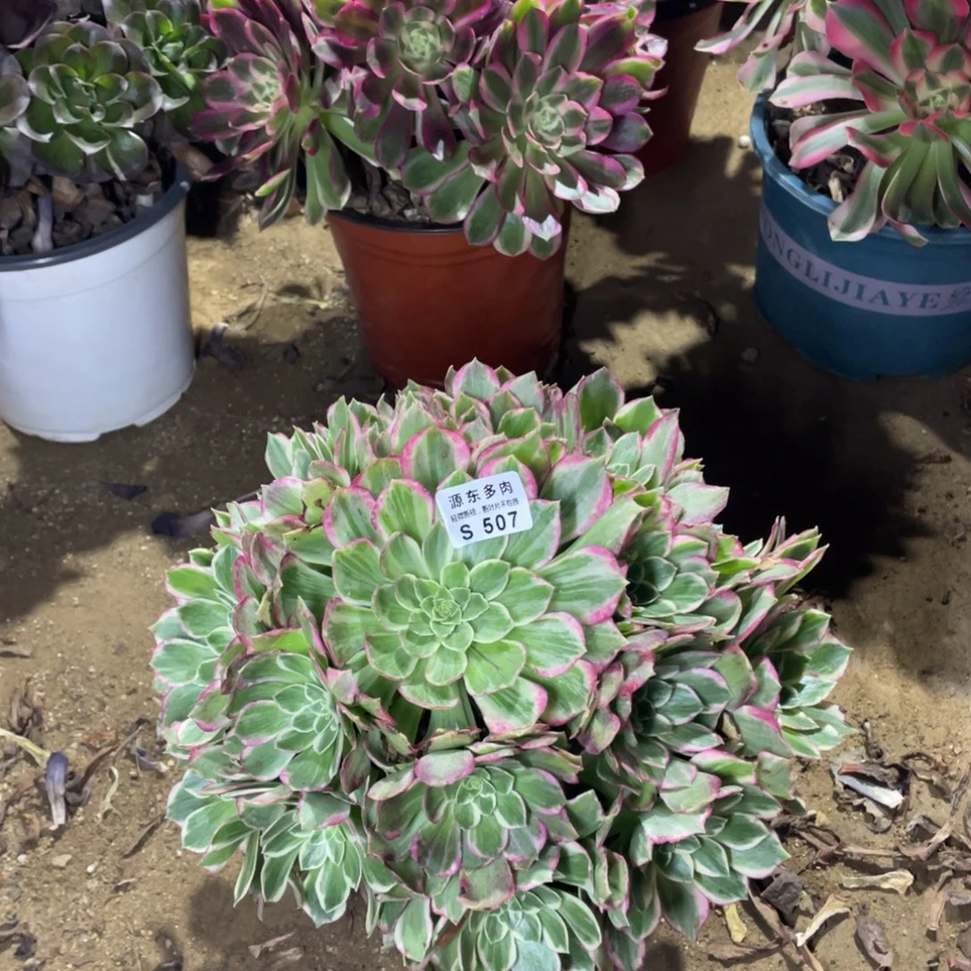 507海仙多肉法师断枝不包