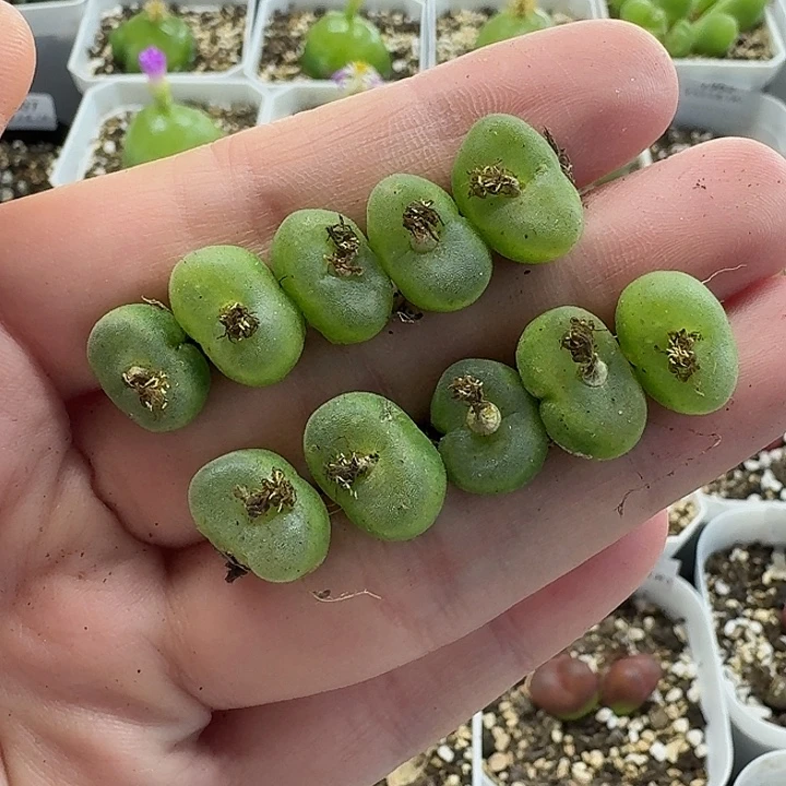 老马生石花水晶鞋1330