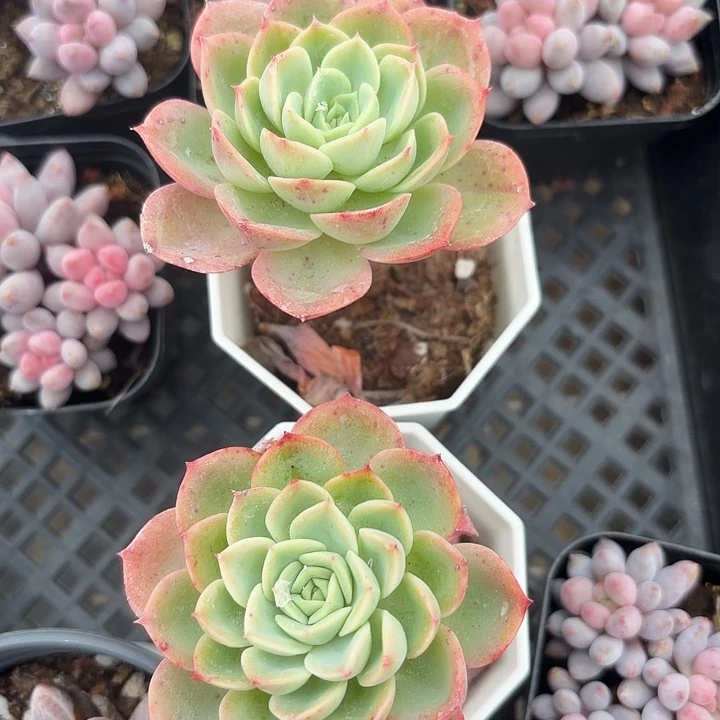 哈密瓜满12.9包邮