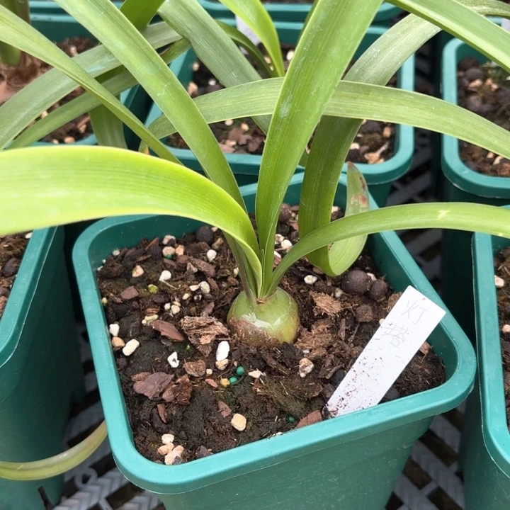 无花朵灯塔朱顶红3厘米不带盆