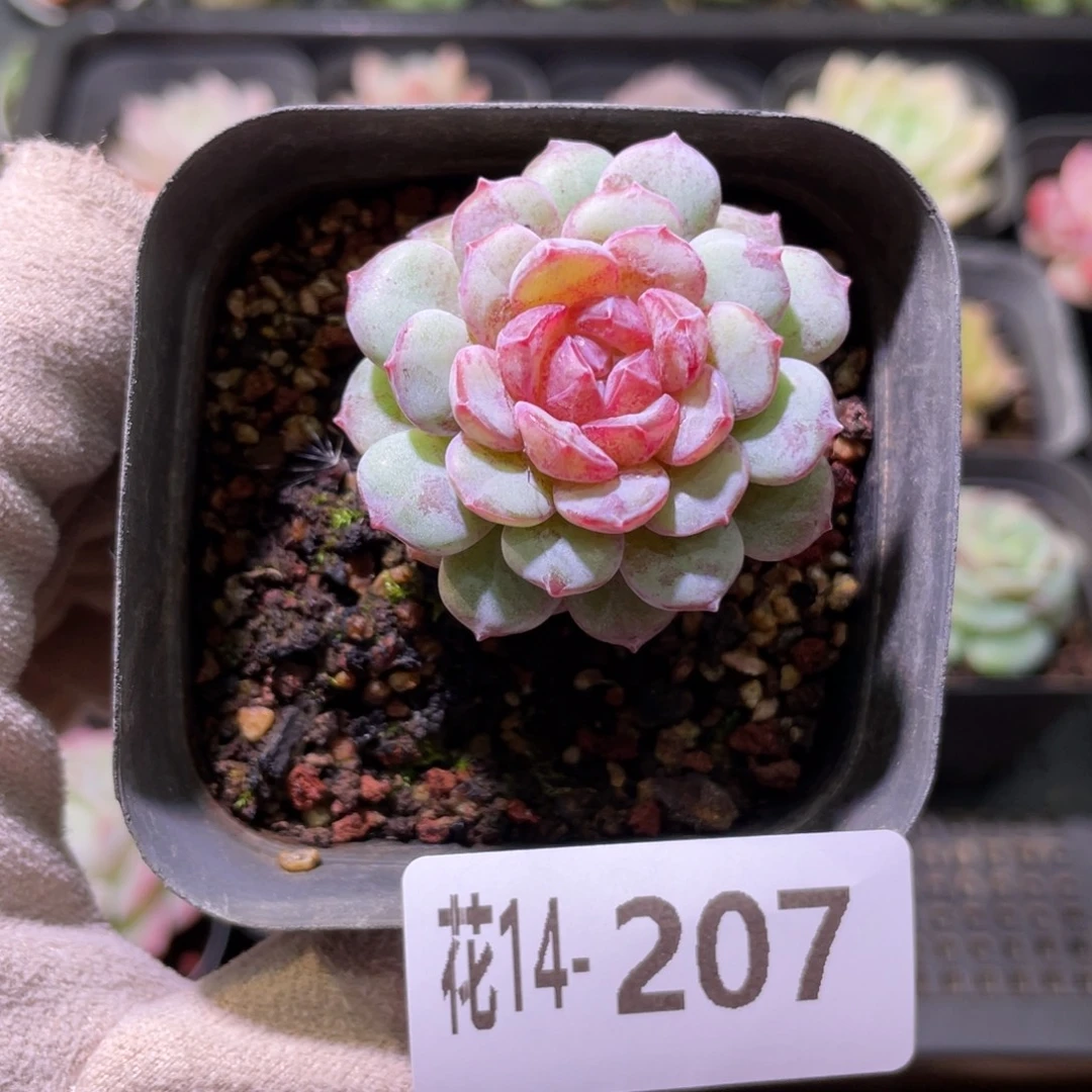 花利美14-207血钻