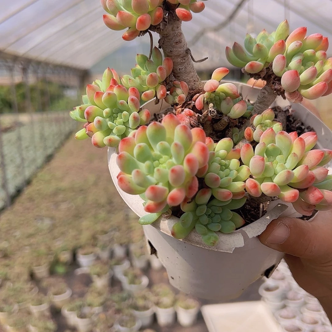 蓝苹果 多肉植物