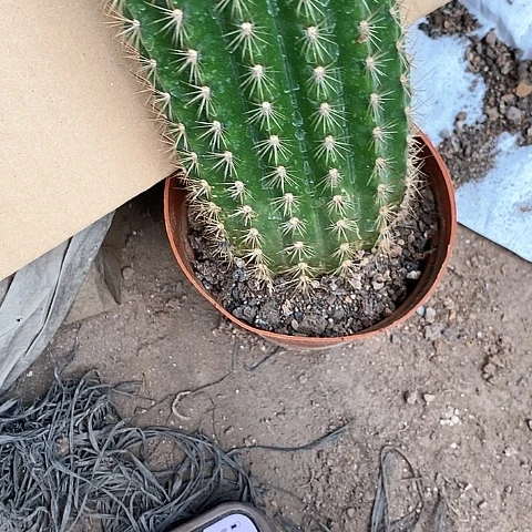 大毛花，高15公分左右