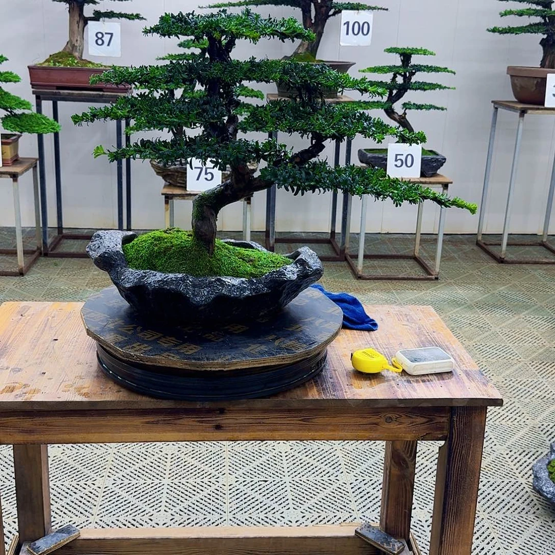 无花朵珍珠红芽罗汉松造型盆景