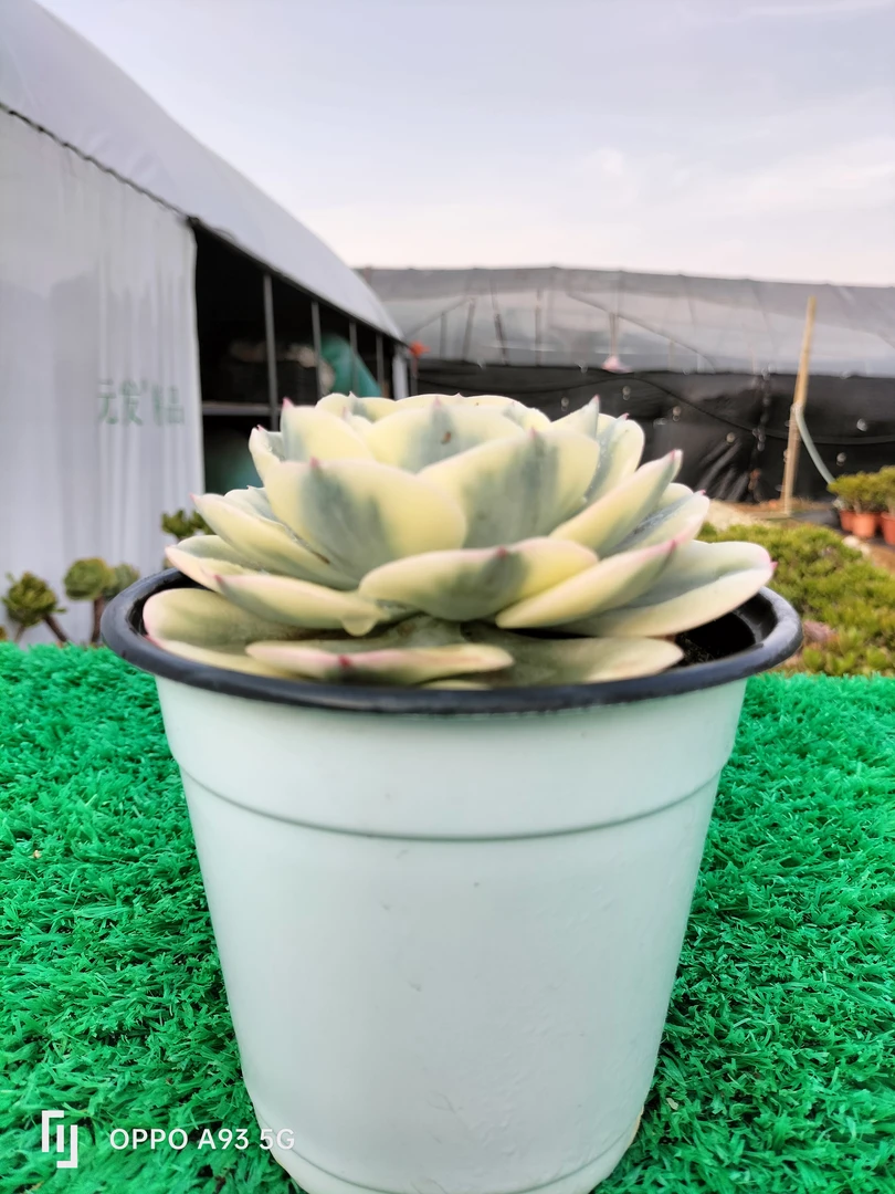 玉蝶锦多肉植物多头群生老桩花卉绿植盆栽适合阳台养殖