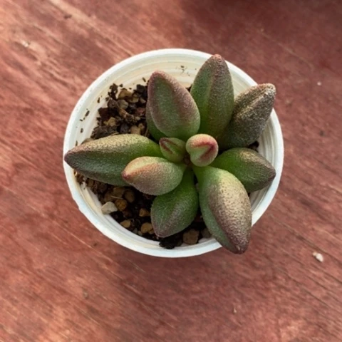 ?**饱小红嘴水泡5仙人球