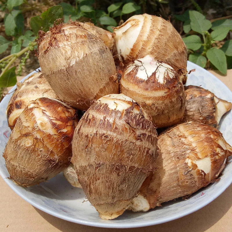 【粉糯香滑】山东牛奶小芋头新鲜现挖农家自种香芋粉糯营养美味