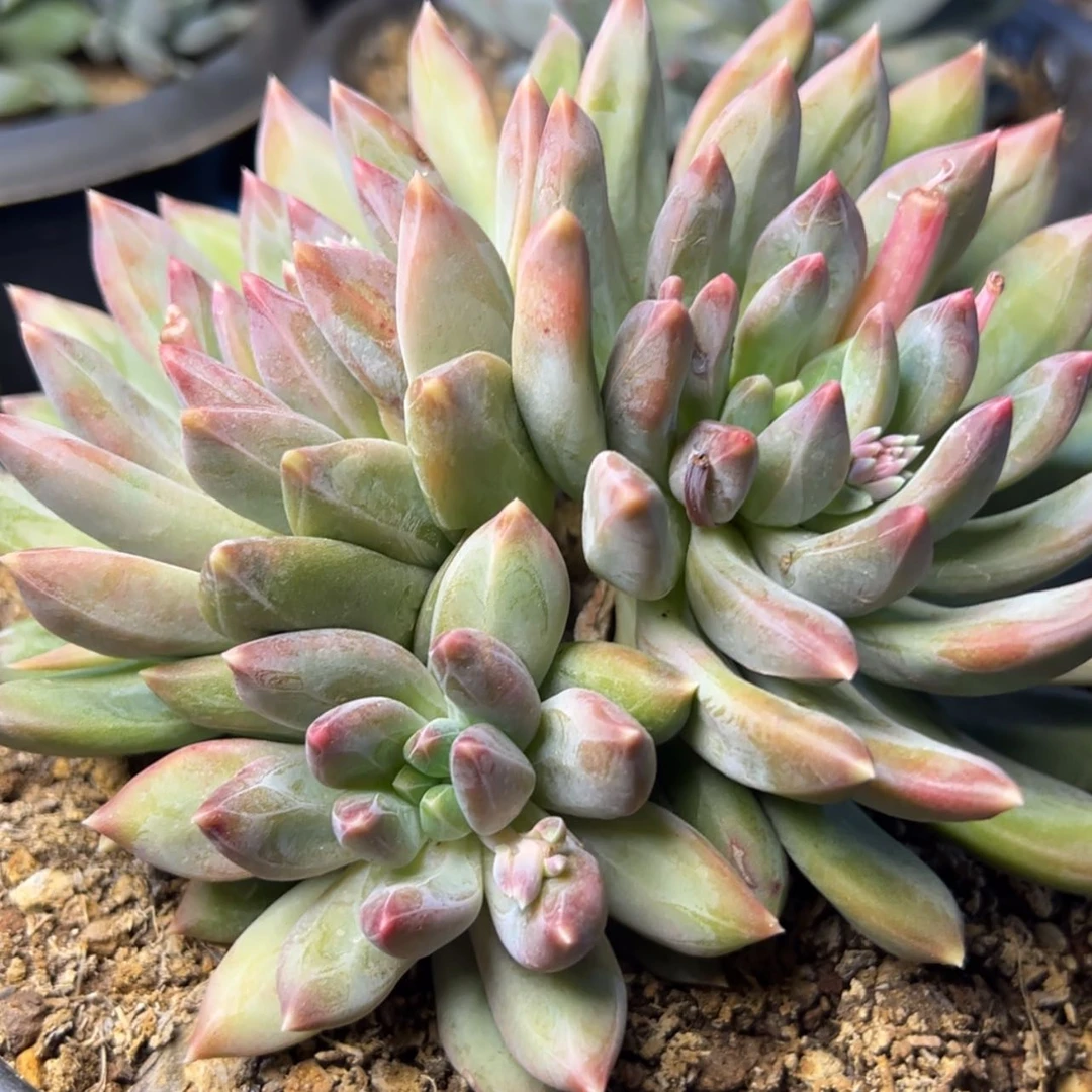 【闪购商品】重楼多肉38