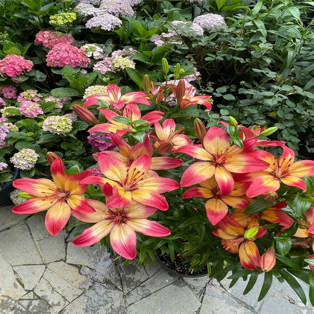 浓香盆栽花种球耐寒重瓣花卉进口多头百合香水百合室内外四季种植